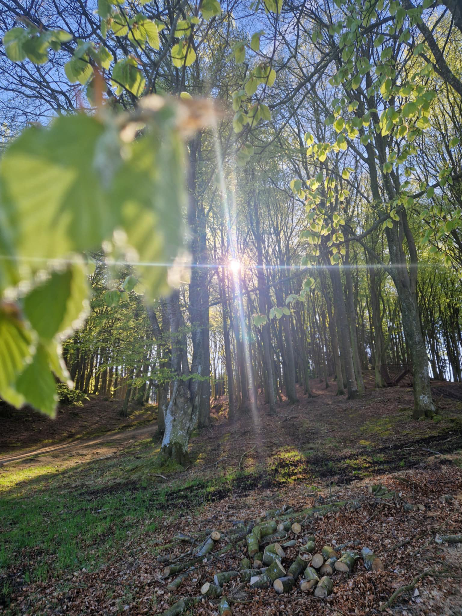 skov med solskin
