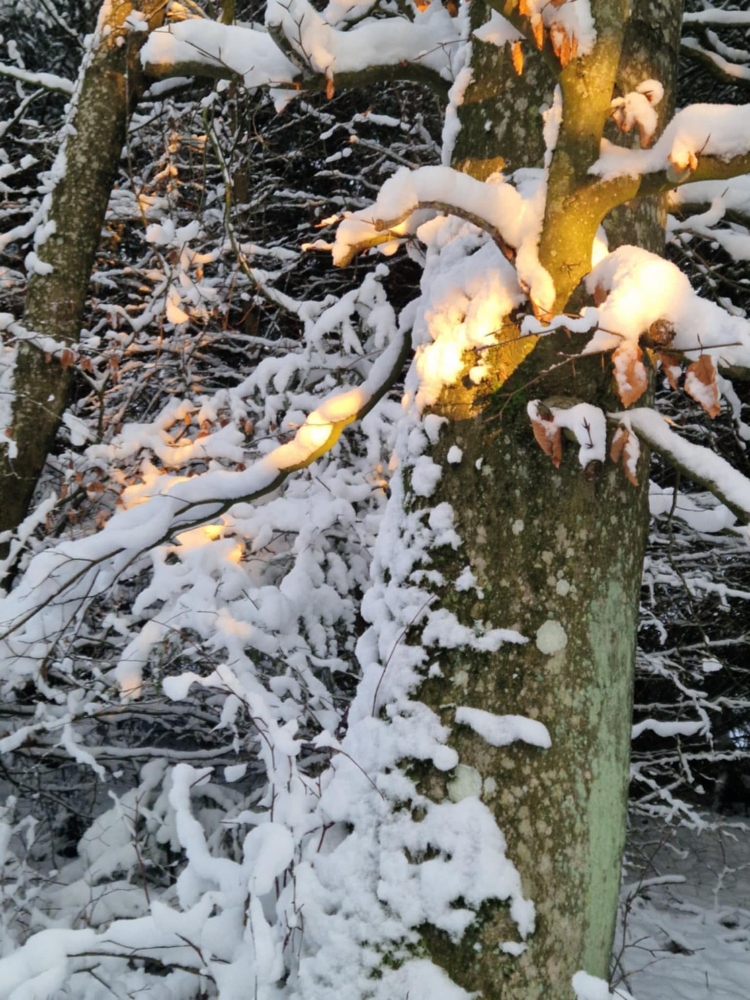 sne på træ